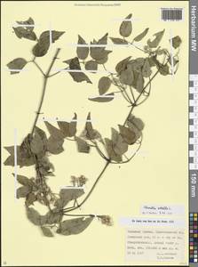 Ломонос обыкновенный L., Кавказ, Краснодарский край и Адыгея (K1a) (Россия)