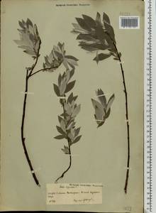 Ива лопарская L., Восточная Европа, Центральный район (E4) (Россия)