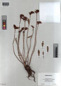KUZ 003 402, Очиток живучий (L.) 't Hart, Сибирь, Алтай и Саяны (S2) (Россия)