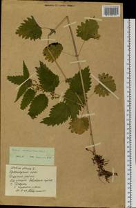 Urtica dioica subsp. sondenii (Simmons) Hyl., Сибирь, Центральная Сибирь (S3) (Россия)