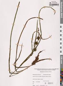 Ежеголовник всплывающий, Ежеголовник всплывший Rehmann, Сибирь, Чукотка и Камчатка (S7) (Россия)