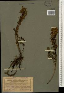 Мытник Сибторпа Boiss., Кавказ, Азербайджан (K6) (Азербайджан)