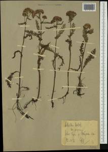 Тысячелистник обыкновенный L., Восточная Европа, Северный район (E1) (Россия)