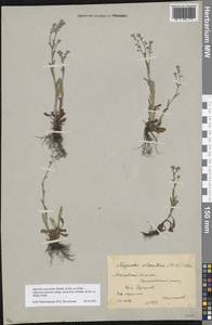 Myosotis alpestris subsp. suaveolens (Waldst. & Kit. ex Willd.) Strid, Восточная Европа, Московская область и Москва (E4a) (Россия)