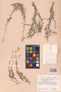 Смолевка меловая Fisch., Восточная Европа, Нижневолжский район (E9) (Россия)