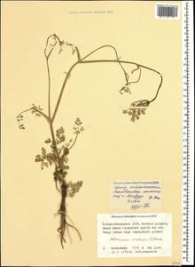 Морковница восточная (L.) Drude, Кавказ, Северная Осетия, Ингушетия и Чечня (K1c) (Россия)