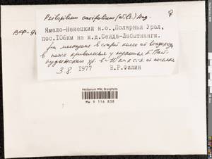 Psilopilum cavifolium (Wilson) I. Hagen, Гербарий мохообразных, Мхи - Западная Сибирь (включая Алтай) (B15) (Россия)