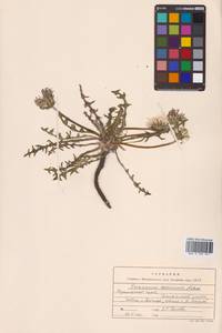 Taraxacum coreanum Nakai, Сибирь, Дальний Восток (S6) (Россия)