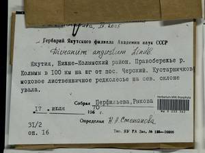 Dicranum laevidens R.S. Williams, Гербарий мохообразных, Мхи - Якутия (B19) (Россия)