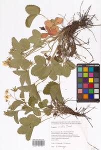 Земляника зеленая, Полуница Duchesne, Восточная Европа, Нижневолжский район (E9) (Россия)