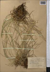 Carex deasyi (C.B.Clarke) O.Yano & S.R.Zhang, Средняя Азия и Казахстан, Памир и Памиро-Алай (M2)