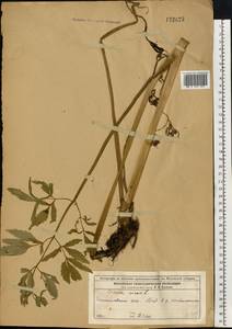 Вех ядовитый, Цикута L., Восточная Европа, Московская область и Москва (E4a) (Россия)