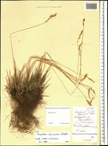 Sibirotrisetum turcicum (Chrtek) Barberá, Кавказ, Дагестан (K2) (Россия)