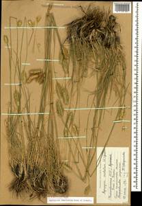 Житняк гребенчатый (L.) Gaertn., Кавказ, Армения (K5) (Армения)