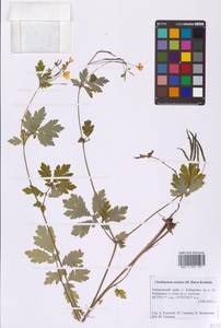 Чистотел азиатский (H.Hara) Krahulc., Сибирь, Дальний Восток (S6) (Россия)