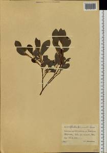 Ива клинолистная, Ива клиновидная A.K.Skvortsov, Сибирь, Чукотка и Камчатка (S7) (Россия)