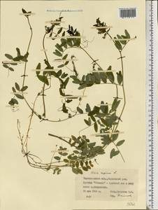 Горошек заборный L., Восточная Европа, Южно-Украинский район (E12) (Украина)