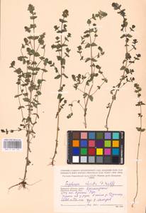 MHA 0 161 747, Очанка прямая J.P.Wolff ex J.F.Lehm., Восточная Европа, Западный район (E3) (Россия)