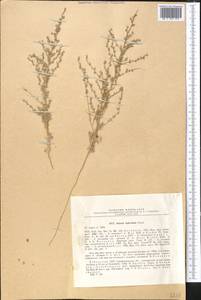 Caroxylon turkestanicum (Litv.) Akhani & Roalson, Средняя Азия и Казахстан, Памир и Памиро-Алай (M2) (Узбекистан)