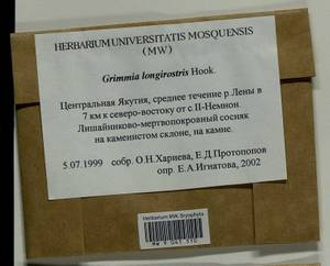 Grimmia longirostris Hook., Гербарий мохообразных, Мхи - Якутия (B19) (Россия)