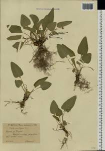 Фиалка сомнительная Waldst. & Kit., Восточная Европа, Нижневолжский район (E9) (Россия)