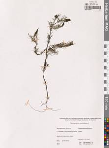 Уруть мутовчатая L., Сибирь, Чукотка и Камчатка (S7) (Россия)