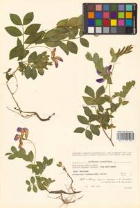 Lathyrus japonicus var. maritimus (L.) J.T.Kartesz & Gandhi, Сибирь, Чукотка и Камчатка (S7) (Россия)