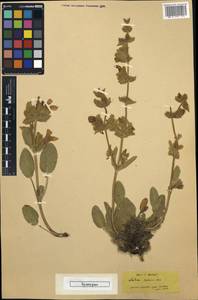 Salvia cadmica Boiss., Зарубежная Азия (ASIA) (Турция)