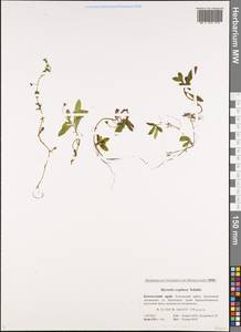 Незабудка рыхлая Lehm., Сибирь, Чукотка и Камчатка (S7) (Россия)