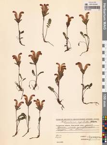 Мытник головчатый Adams, Сибирь, Чукотка и Камчатка (S7) (Россия)