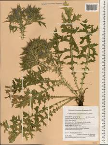 Cardopatium corymbosum (L.) Pers., Зарубежная Азия (ASIA) (Кипр)