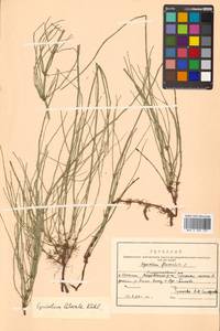 Equisetum fluviatile × arvense, Сибирь, Дальний Восток (S6) (Россия)