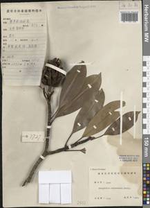 Magnolia fordiana var. hainanensis (Dandy) Noot., Зарубежная Азия (ASIA) (КНР)