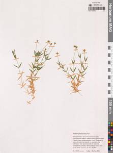 Звездчатка Фишера Ser., Сибирь, Чукотка и Камчатка (S7) (Россия)