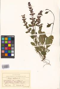 Живучка ползучая L., Восточная Европа, Московская область и Москва (E4a) (Россия)