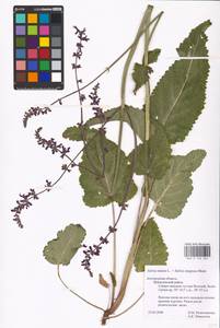 MHA 0 156 262, Salvia nutans × stepposa, Восточная Европа, Центральный лесостепной район (E6) (Россия)