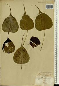 Ficus religiosa L., Африка (AFR) (Острова Святой Елены, Вознесения и Тристан-да-Кунья)
