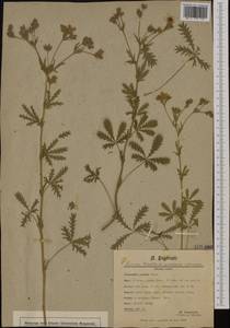 Лапчатка стоповидная Willd., Западная Европа (EUR) (Франция)