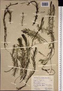 Хвостник обыкновенный, Водяная сосенка L., Сибирь, Западный (Казахстанский) Алтай (S2a) (Казахстан)