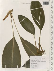 Alpinia conchigera Griff., Зарубежная Азия (ASIA) (Вьетнам)