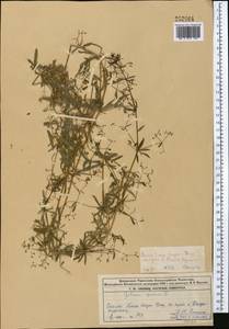 Подмаренник ложный L., Средняя Азия и Казахстан, Джунгарский Алатау и Тарбагатай (M5) (Казахстан)