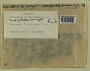 Sarmentypnum exannulatum (Schimp.) Hedenäs, Гербарий мохообразных, Мхи - Чукотка и Камчатка (B21) (Россия)