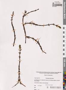 Хвостник четырехлистный L.fil., Сибирь, Чукотка и Камчатка (S7) (Россия)