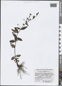 Барвинок травянистый Waldst. & Kit., Кавказ, Черноморское побережье (от Новороссийска до Адлера) (K3) (Россия)