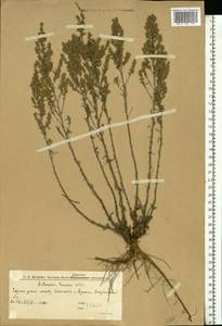 Полынь таврическая, Полынь крымская Willd., Восточная Европа, Нижневолжский район (E9) (Россия)