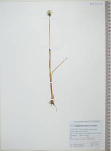 Пушица Шейхцера Hoppe, Сибирь, Дальний Восток (S6) (Россия)