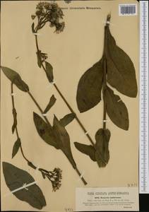 Senecio umbrosus Waldst. & Kit., Западная Европа (EUR) (Венгрия)