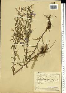 Колокольчик сибирский L., Восточная Европа, Московская область и Москва (E4a) (Россия)