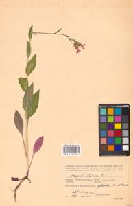 Вечерница сибирская L., Восточная Европа, Нижневолжский район (E9) (Россия)