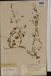 Ranunculus hederaceus L., Западная Европа (EUR) (Франция)